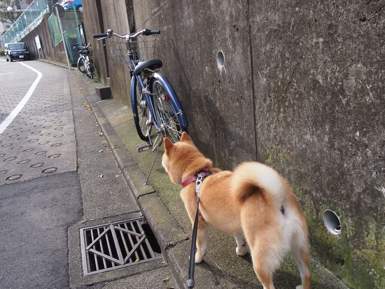 开云官网APP下载-_体育精神：公平竞争背后的故事_，竞技体育公平性的体现