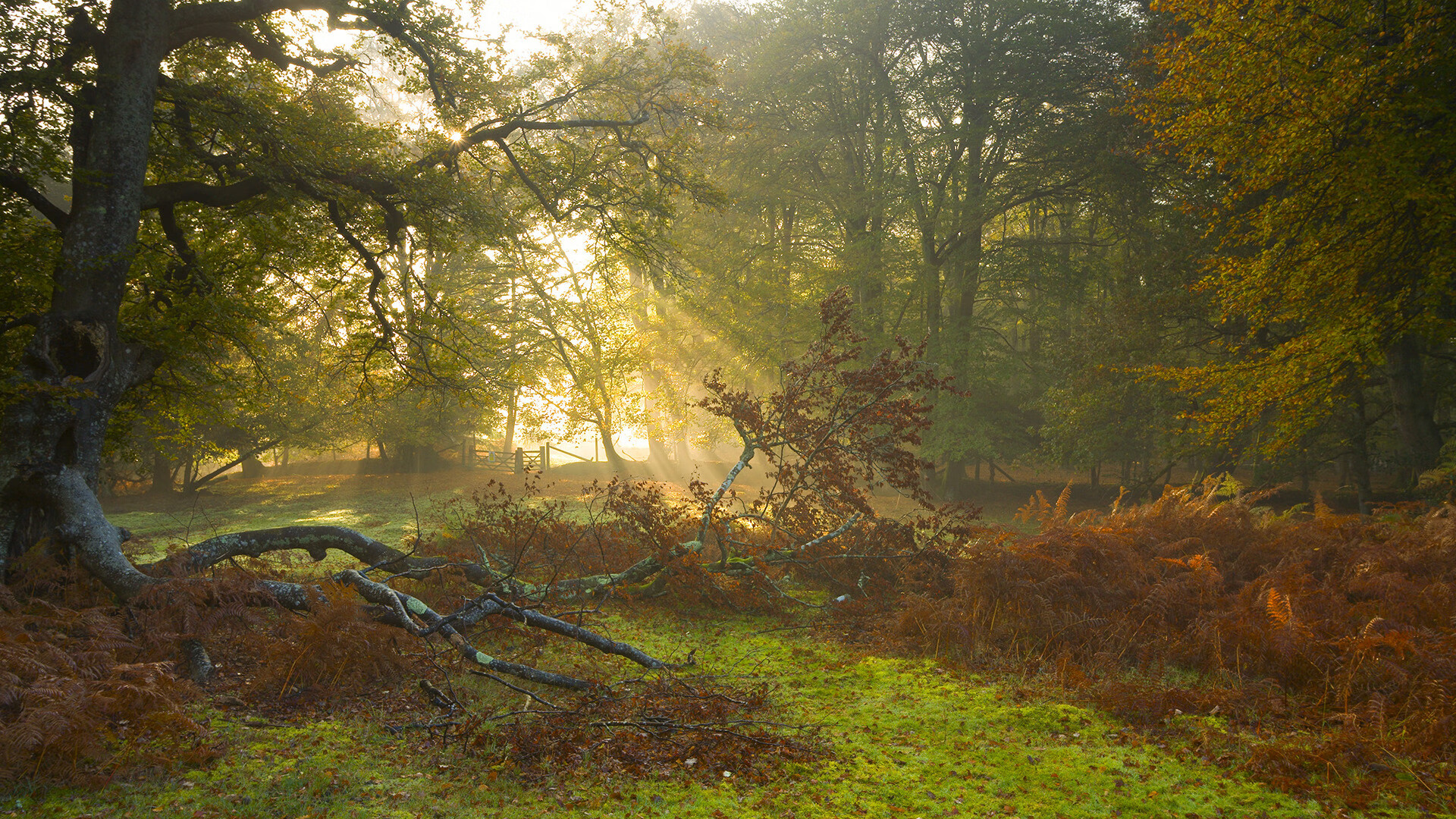 开云娱乐官网-_掘金攻守兼备，战绩不断攀升_，掘金craig