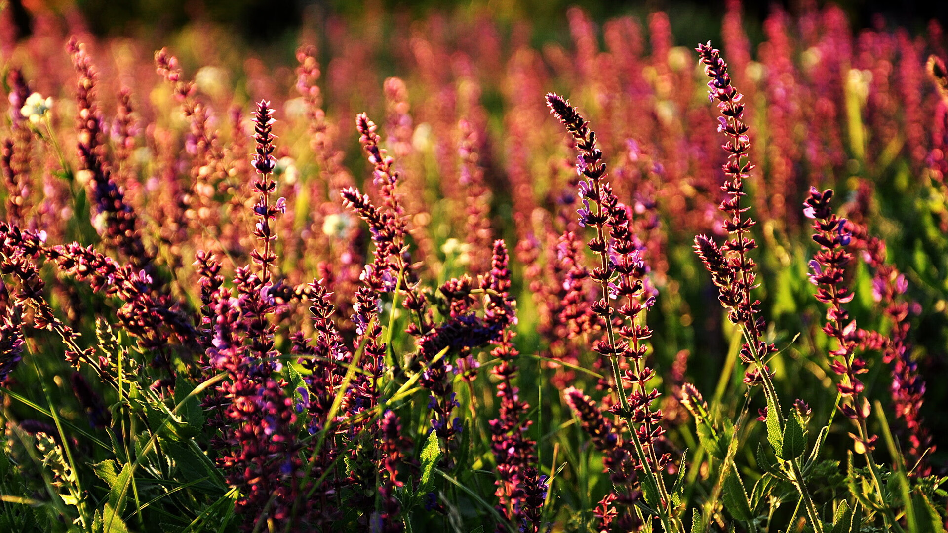 国际车迷狂欢节：不同国家的狂热场面，国际车王