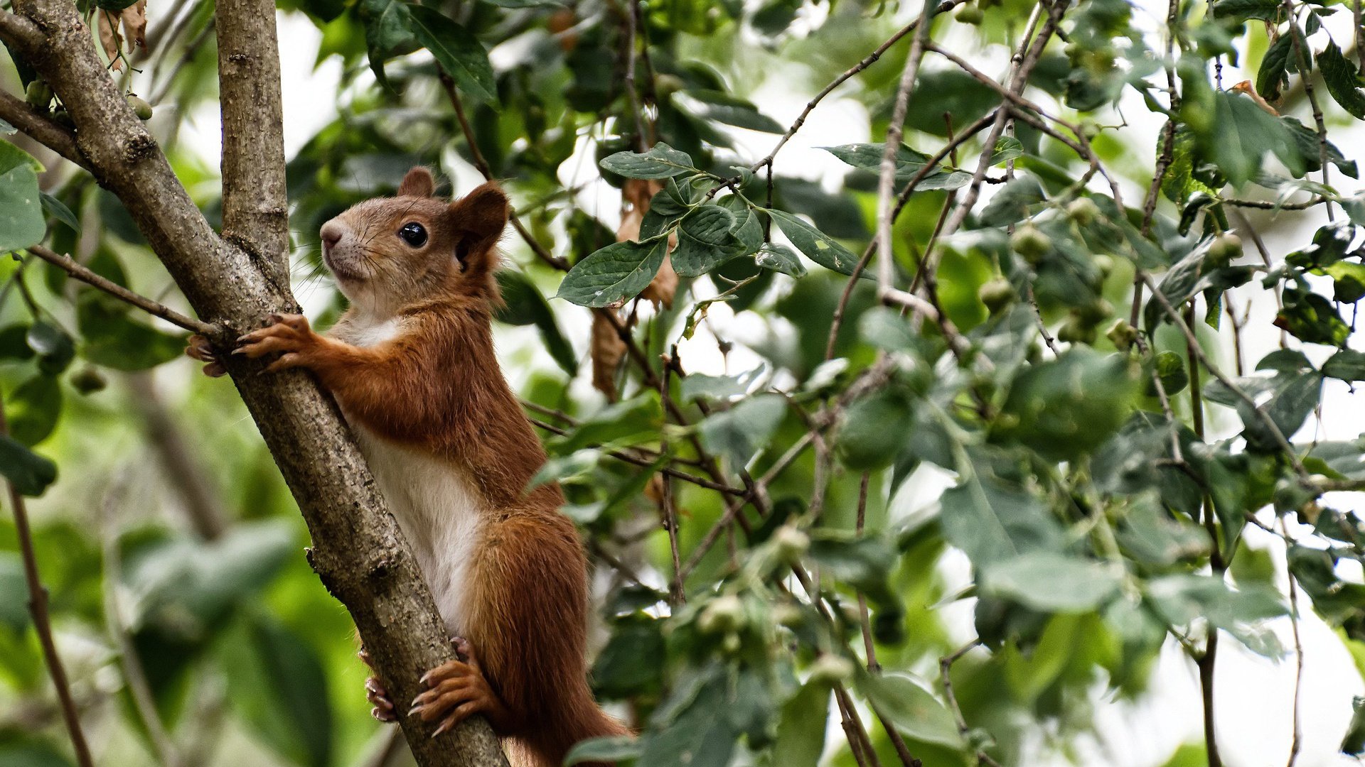 大满贯:NBA历史上最具盛名的比赛一览,nba篮球大满贯
